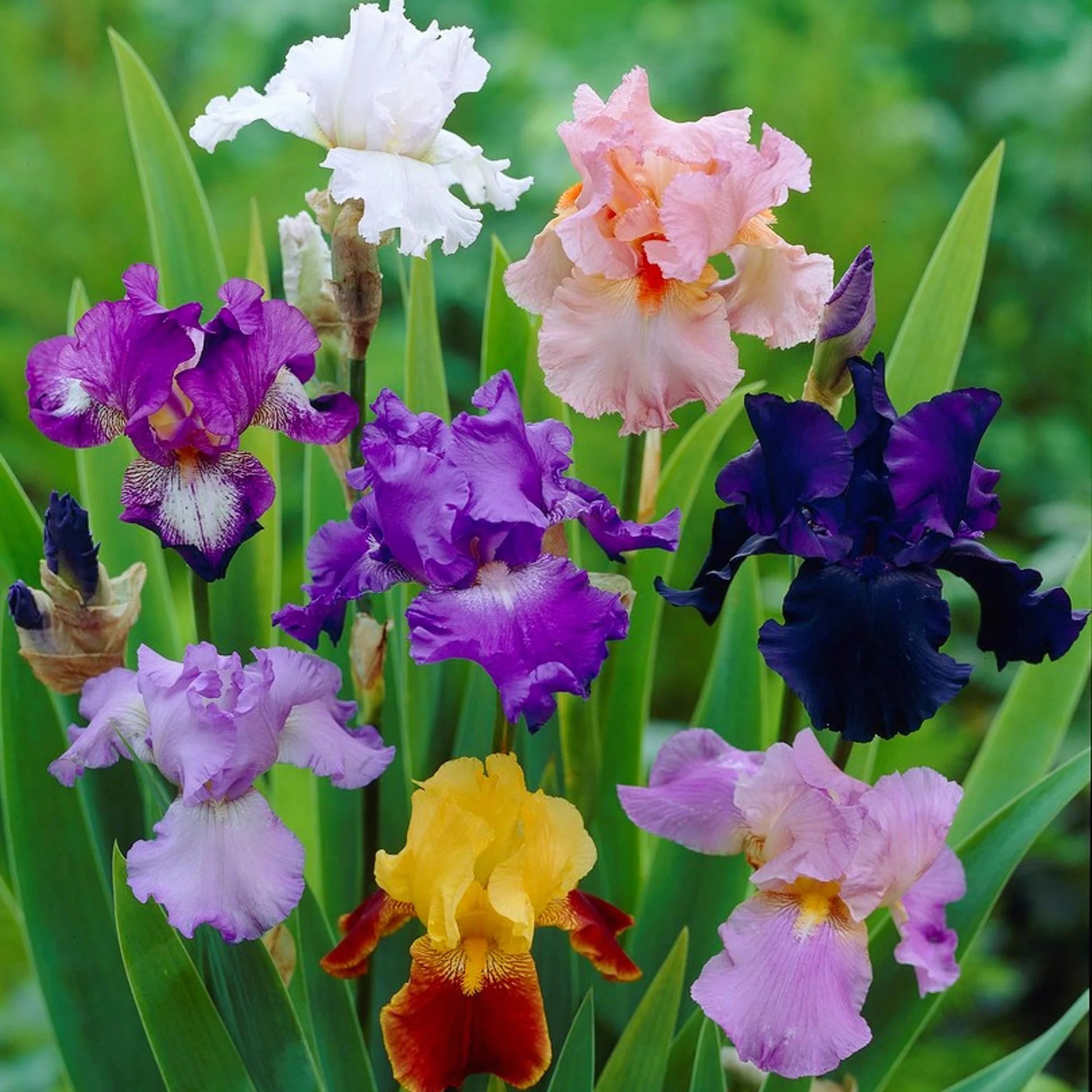 Blue Velvet Bearded Iris Mixture Seeds